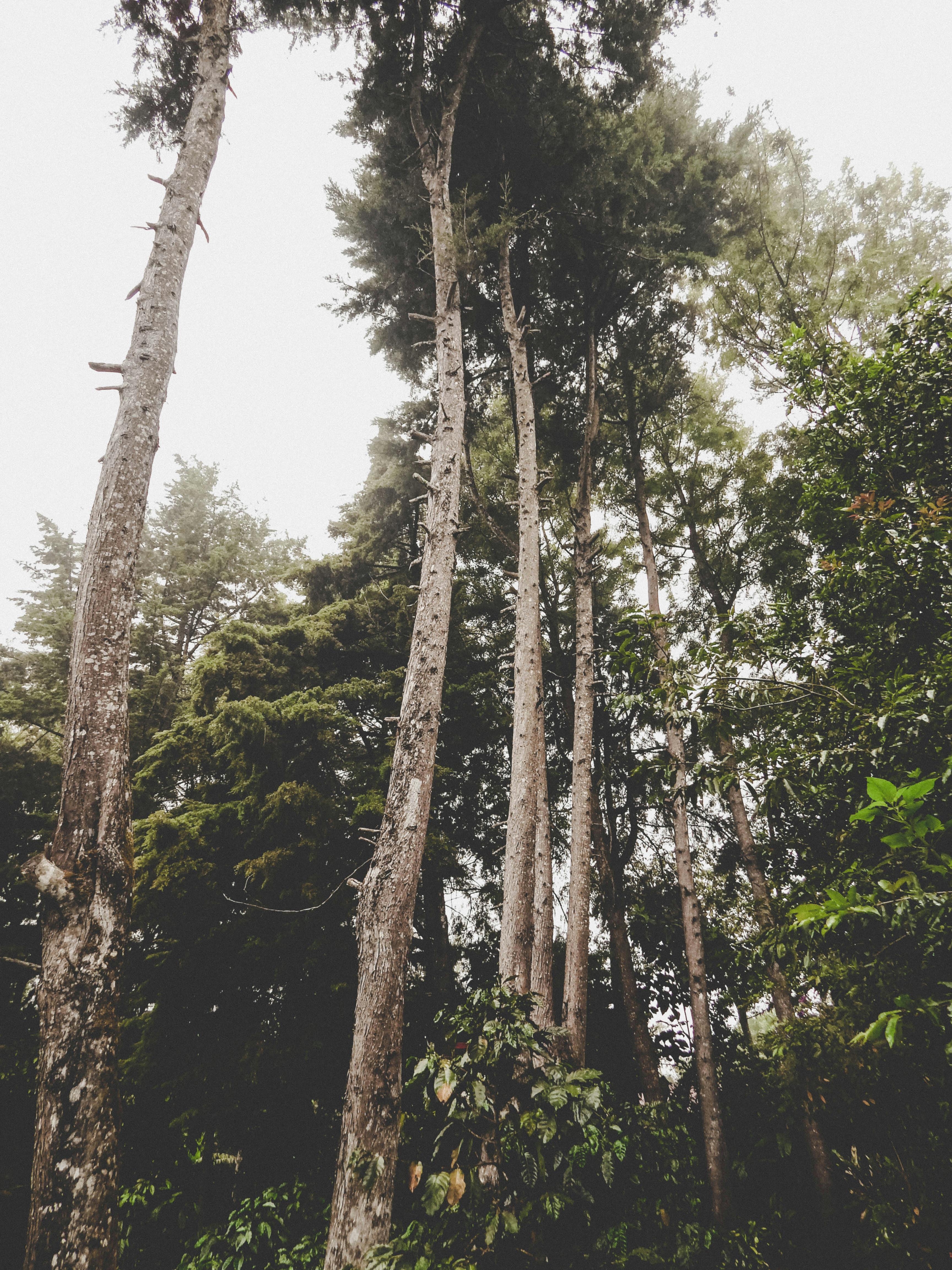 从低角度拍摄雾林中的高大树木，捕捉到了早晨的宁静氛围