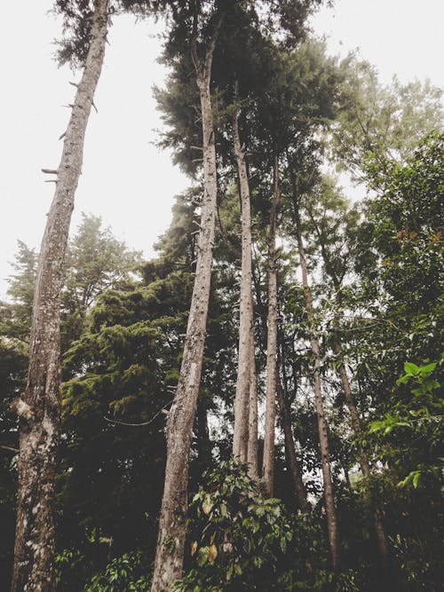 Green-leafed Trees