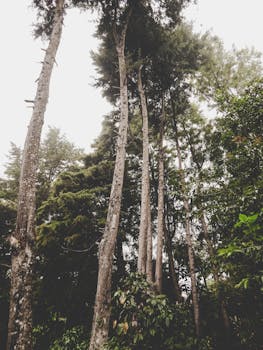 从低角度拍摄雾林中的高大树木，捕捉到了早晨的宁静氛围