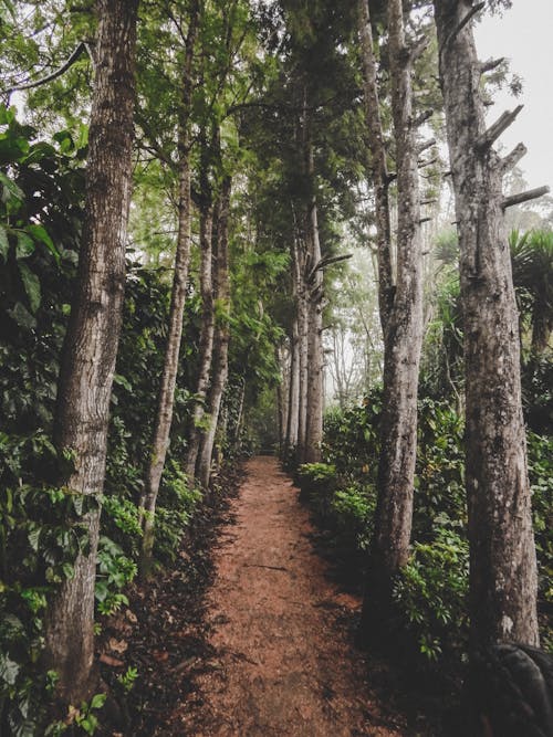 Pathway Between Trees 