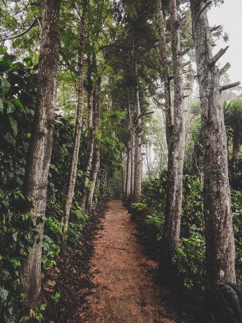 Free A tranquil dirt path through a dense forest with tall trees and vibrant greenery. Stock Photo