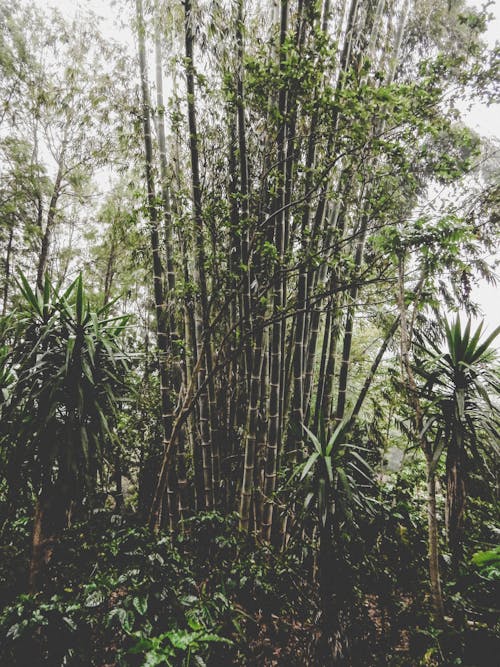 Foto stok gratis bambu, hijau