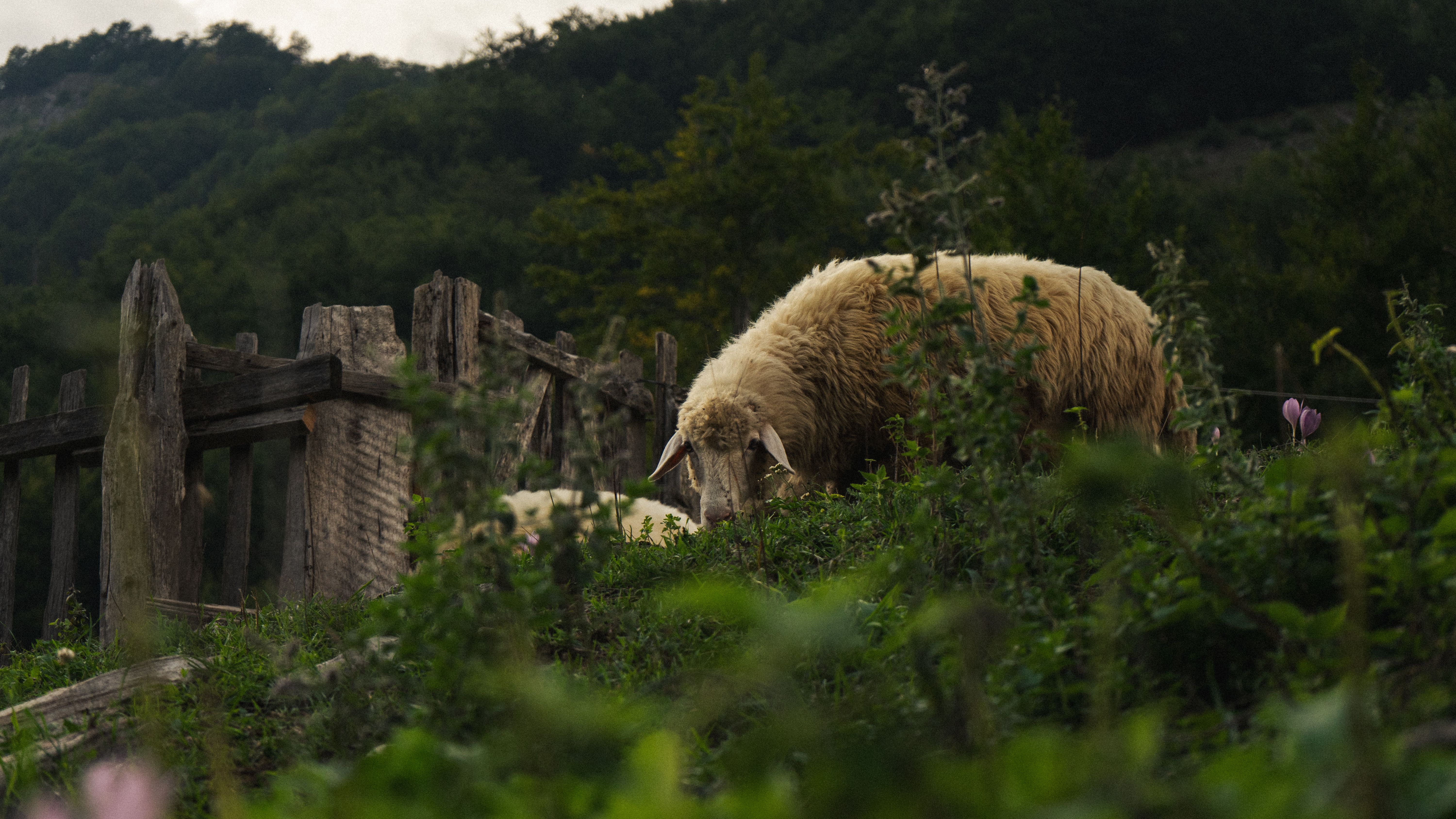 Kukës