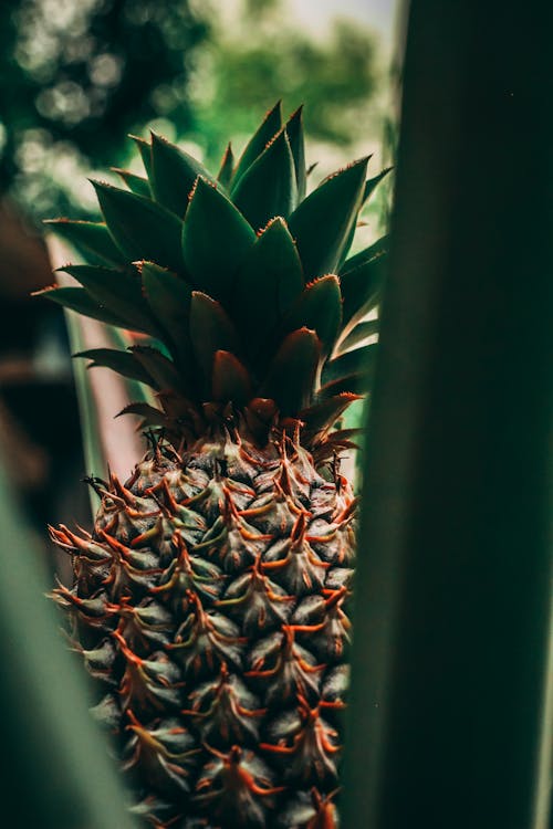 Fotobanka s bezplatnými fotkami na tému ananás, nezrelý, ostnatý
