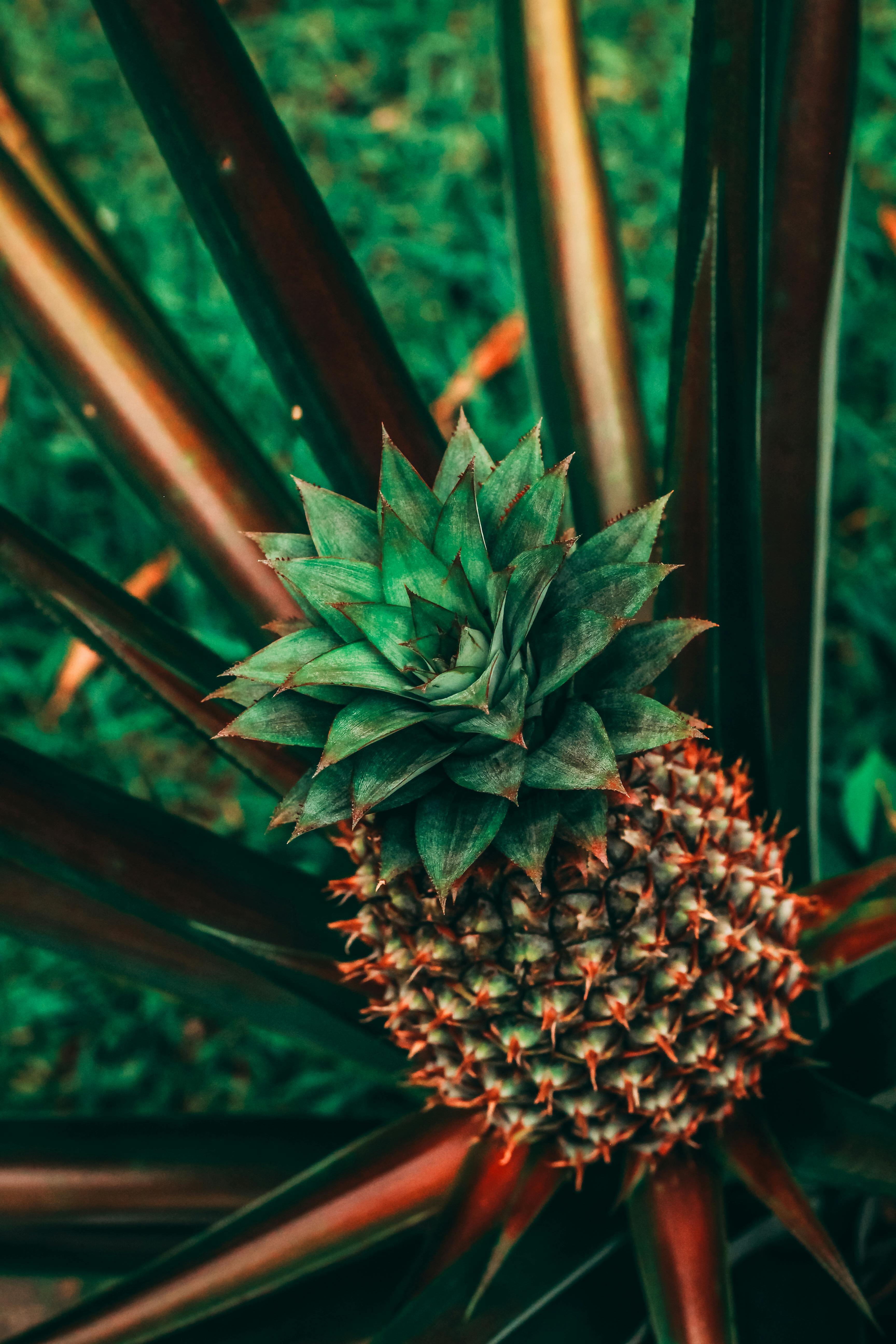 selective focus photography of green pineapple fruit