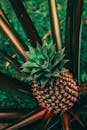 菠萝植物的特写镜头充满活力，展现了其尖刺的叶子和纹理丰富的果实，尽显热带风情