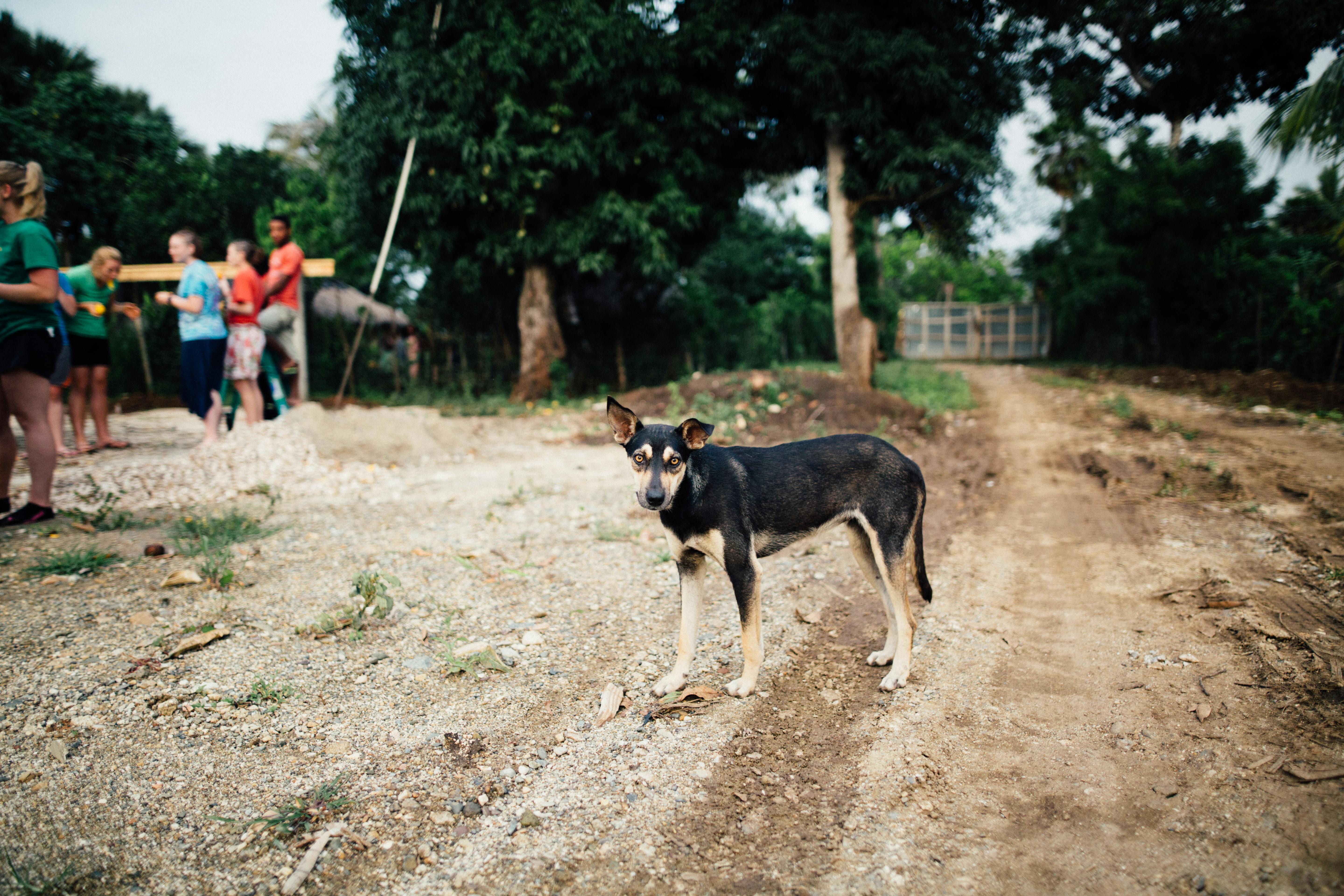 一条乡村小路上，一只混血狗站在户外，周围有一群人