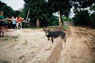 一条乡村小路上，一只混血狗站在户外，周围有一群人