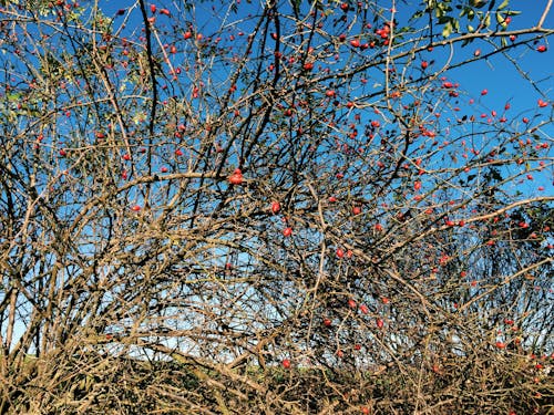 Fotos de stock gratuitas de árbol, arboles, azul