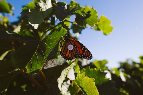 Orange and Black Moth Butterfly on Green Leaf Plant