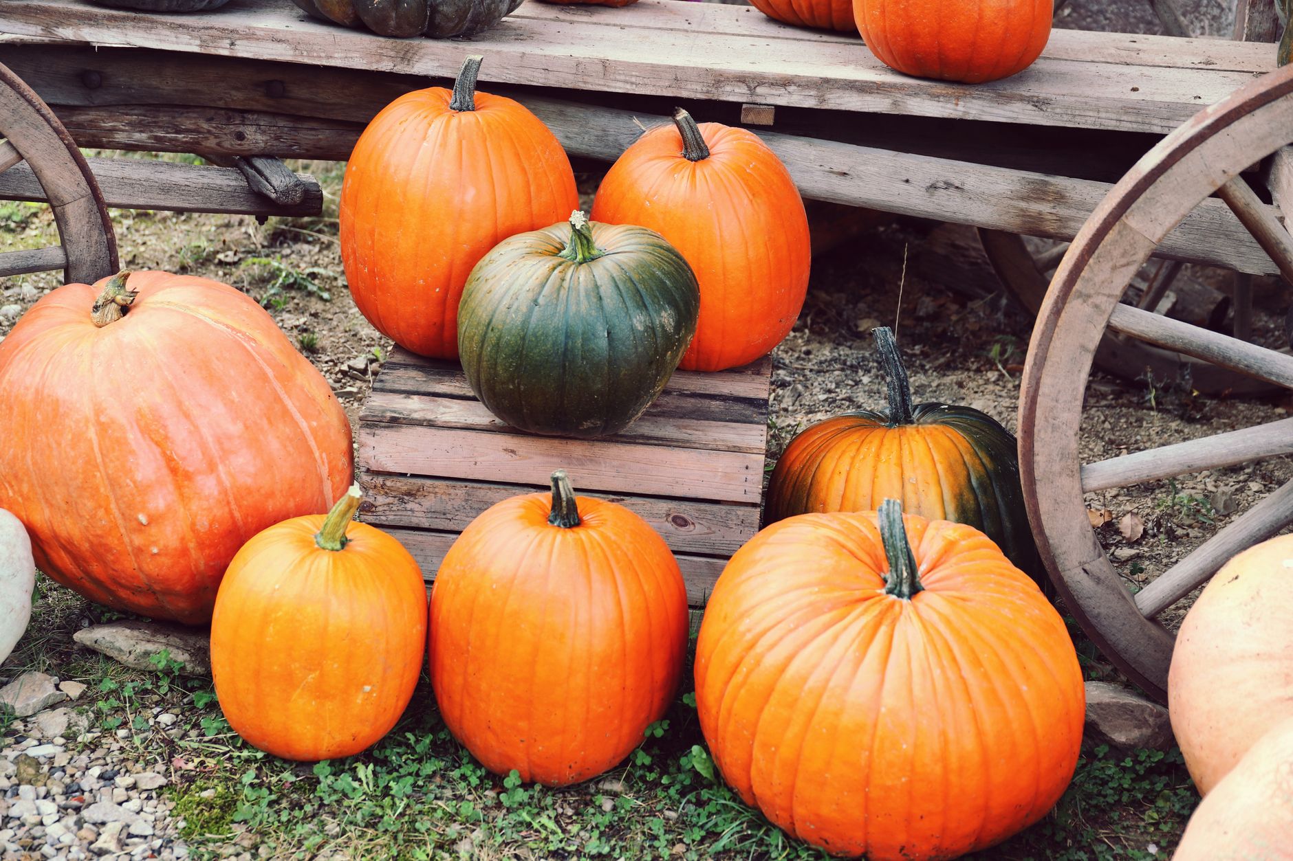 The Kinlands Pumpkin Patch: Fall Fun Galore! photo