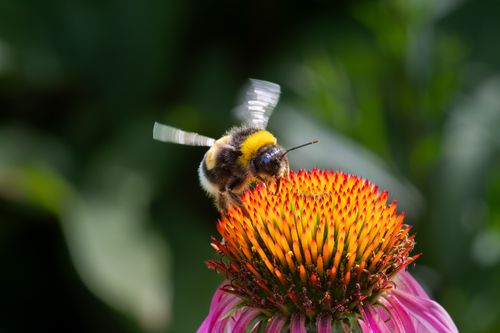 Free Close-up of a bumblebee pollinating a vibrant coneflower in a natural setting. Stock Photo