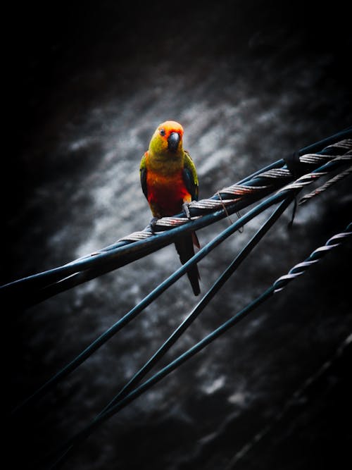 Free stock photo of parakeet