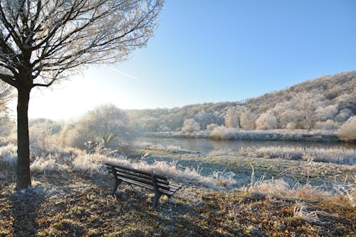 Banc En Bois Brun à Côté De L'arbre Près De La Rivière