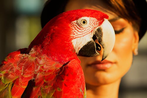 Free Red Parrot Stock Photo