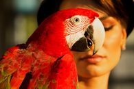 Close-up of a colorful red parrot and a woman, captured in vibrant light, outdoors in Brazil.