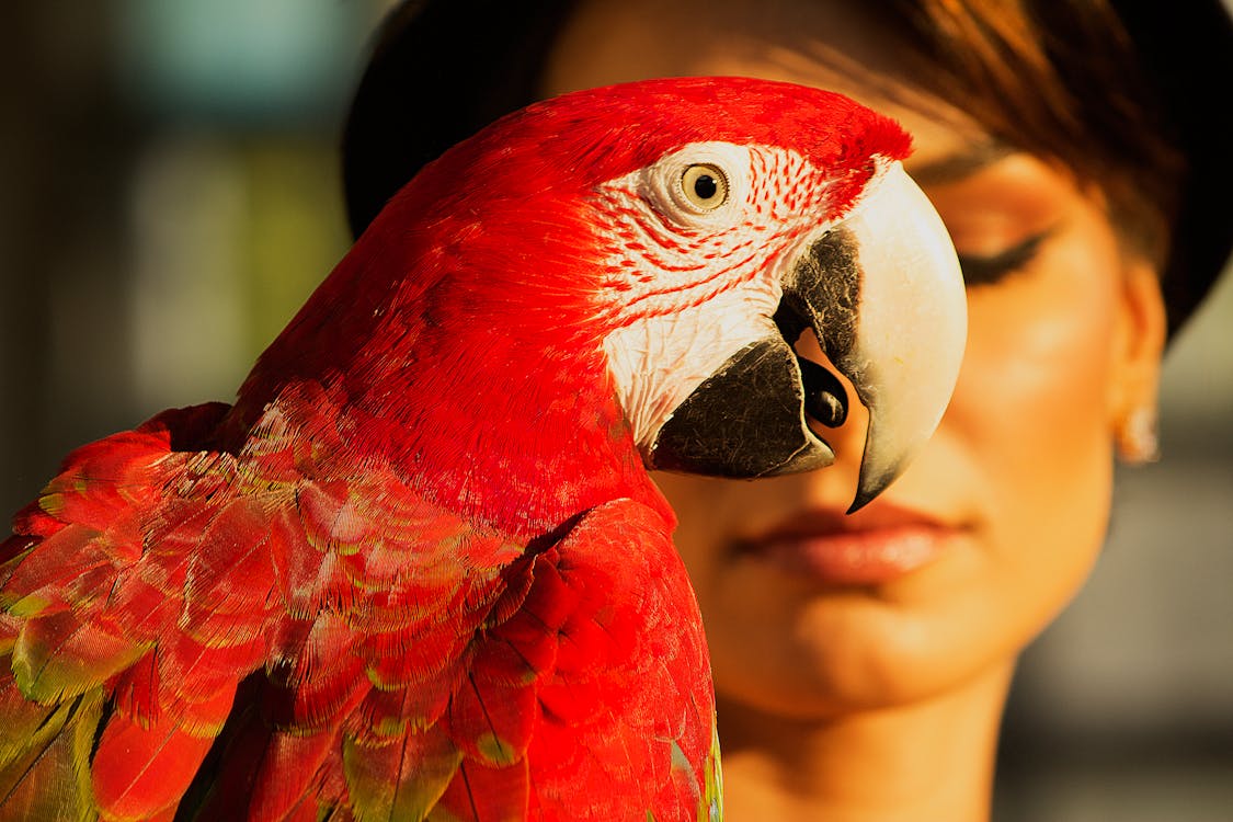 Con Vẹt đỏ Tự Nhiên đẹp Thực Tế | Công cụ đồ họa PSD Tải xuống miễn phí -  Pikbest