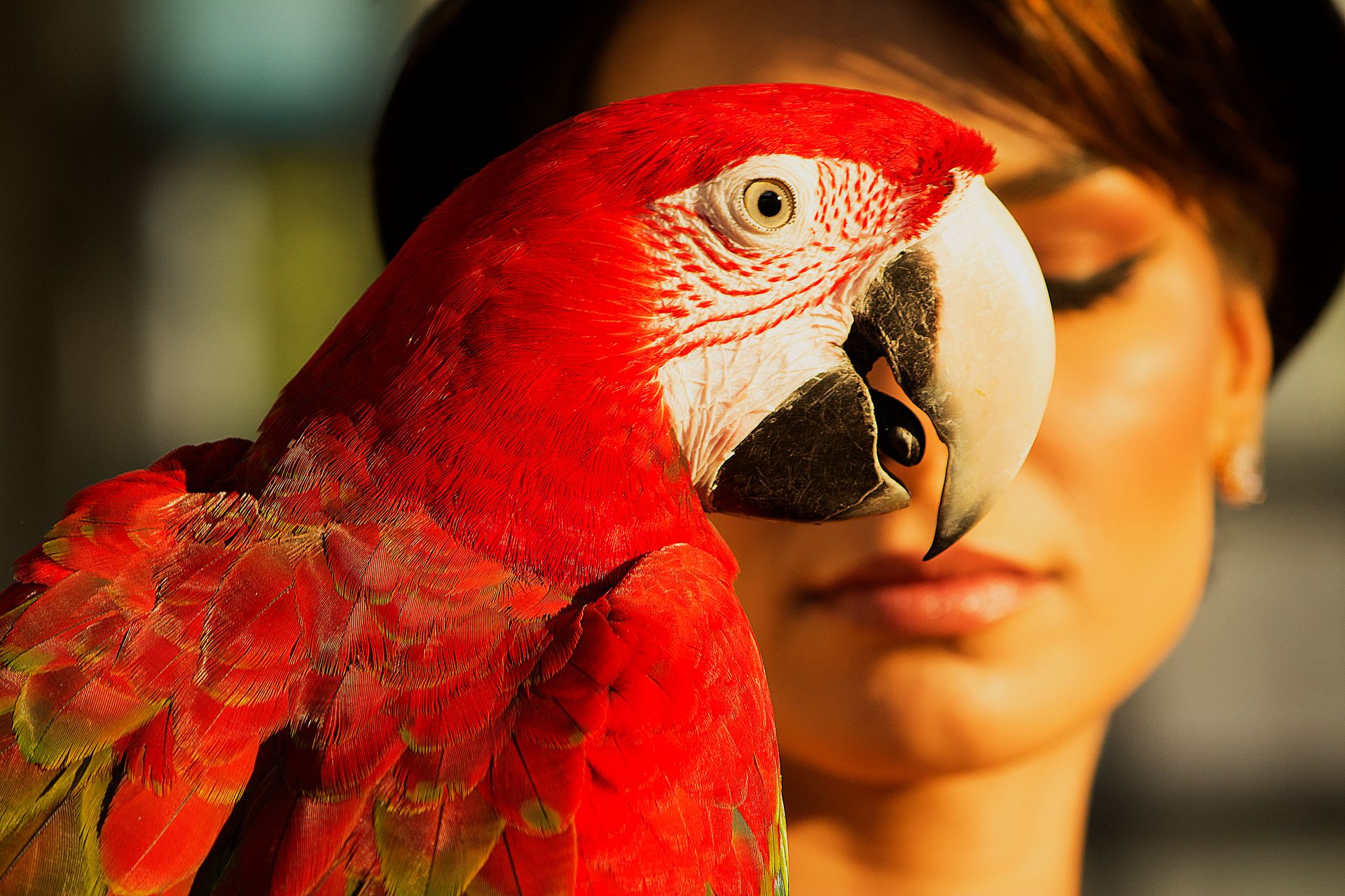 Red Parrot