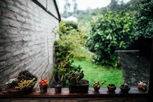 Free Variety of succulents in pots displayed on a rustic ledge with garden backdrop. Stock Photo