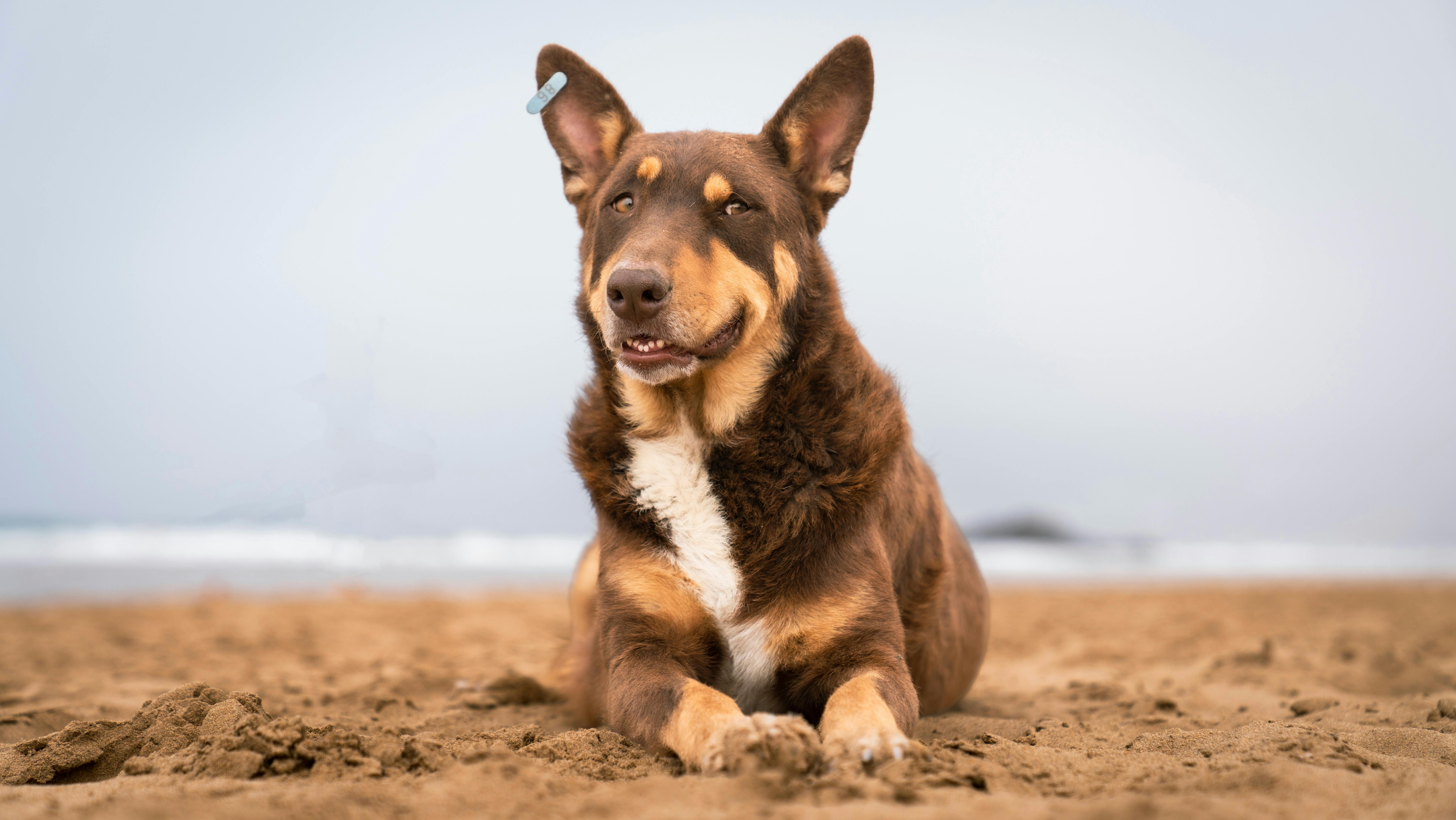 Adorable dog lounging on a sandy beach in Taghazout, Morocco.
