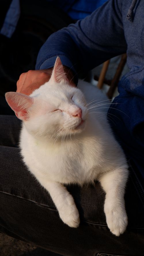 Free A white cat enjoying a gentle pet on a sunny day, radiating warmth and relaxation. Stock Photo
