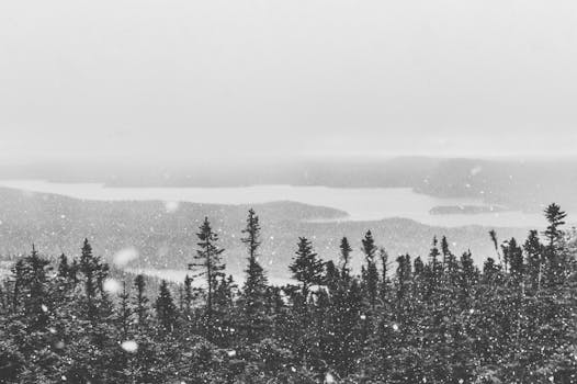 宁静的湖边，雪花飘落在针叶林上，构成一幅迷人的冬日景象