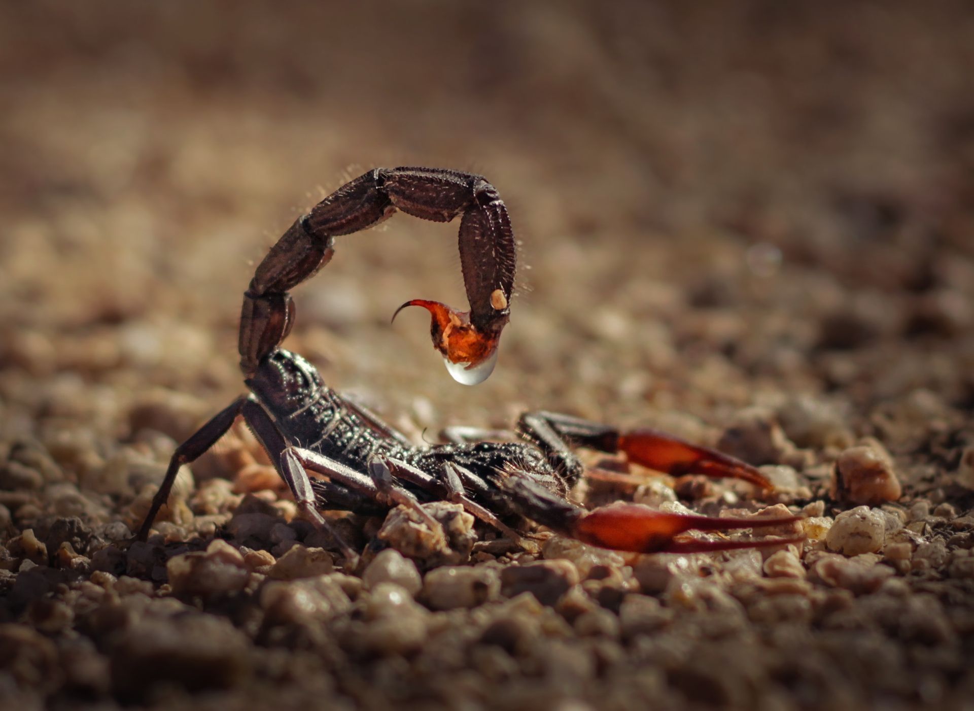 Close-up of Fat Tail Scorpion in Morocco