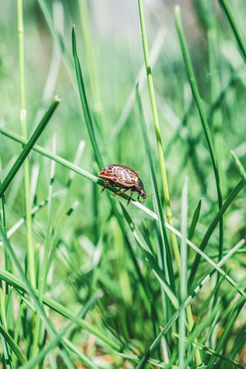 Bug Marrón Encaramado Sobre La Hierba Verde