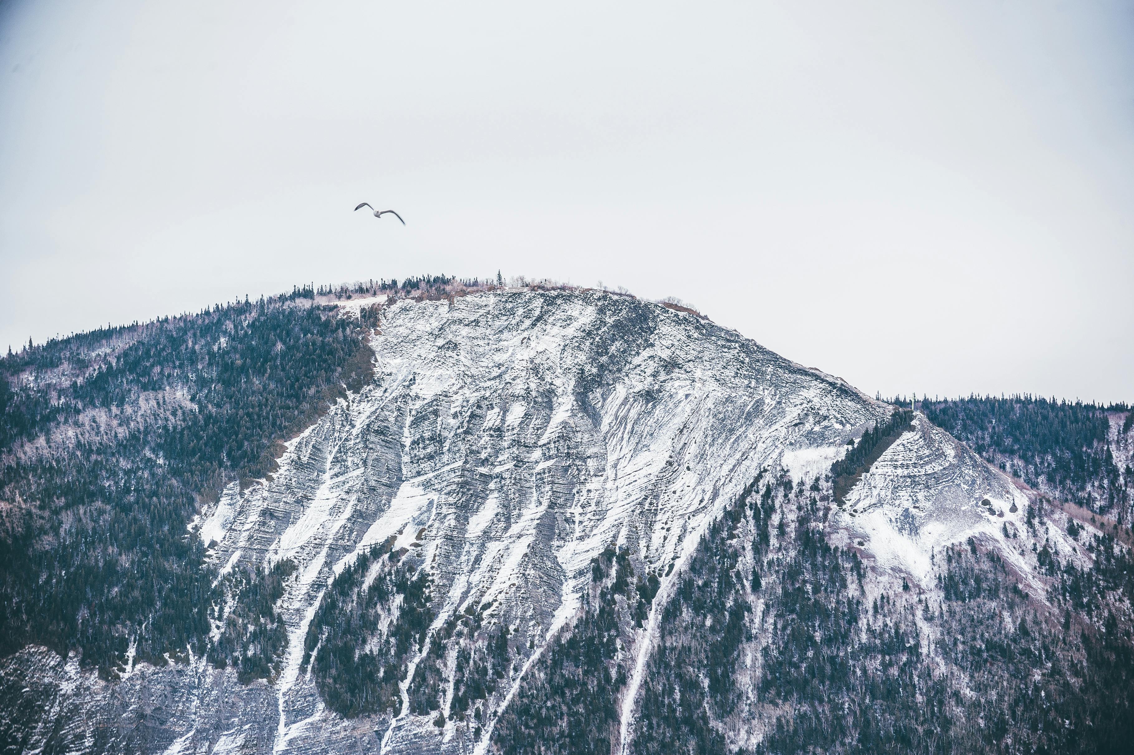 冬日里，白雪皑皑的山峰间，鸟儿从头顶飞过