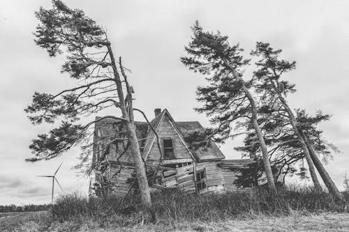 Grayscale Photography of Trees and House