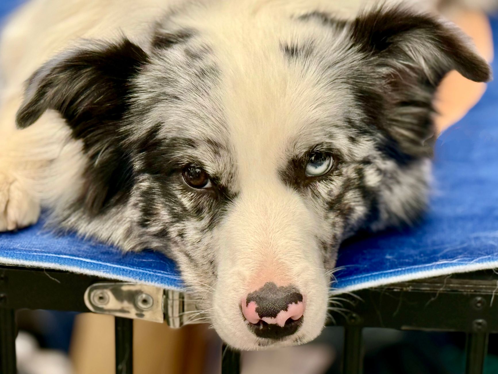 Former Guide Dog Trains Dad to Tuck Her In Just Right Every Night