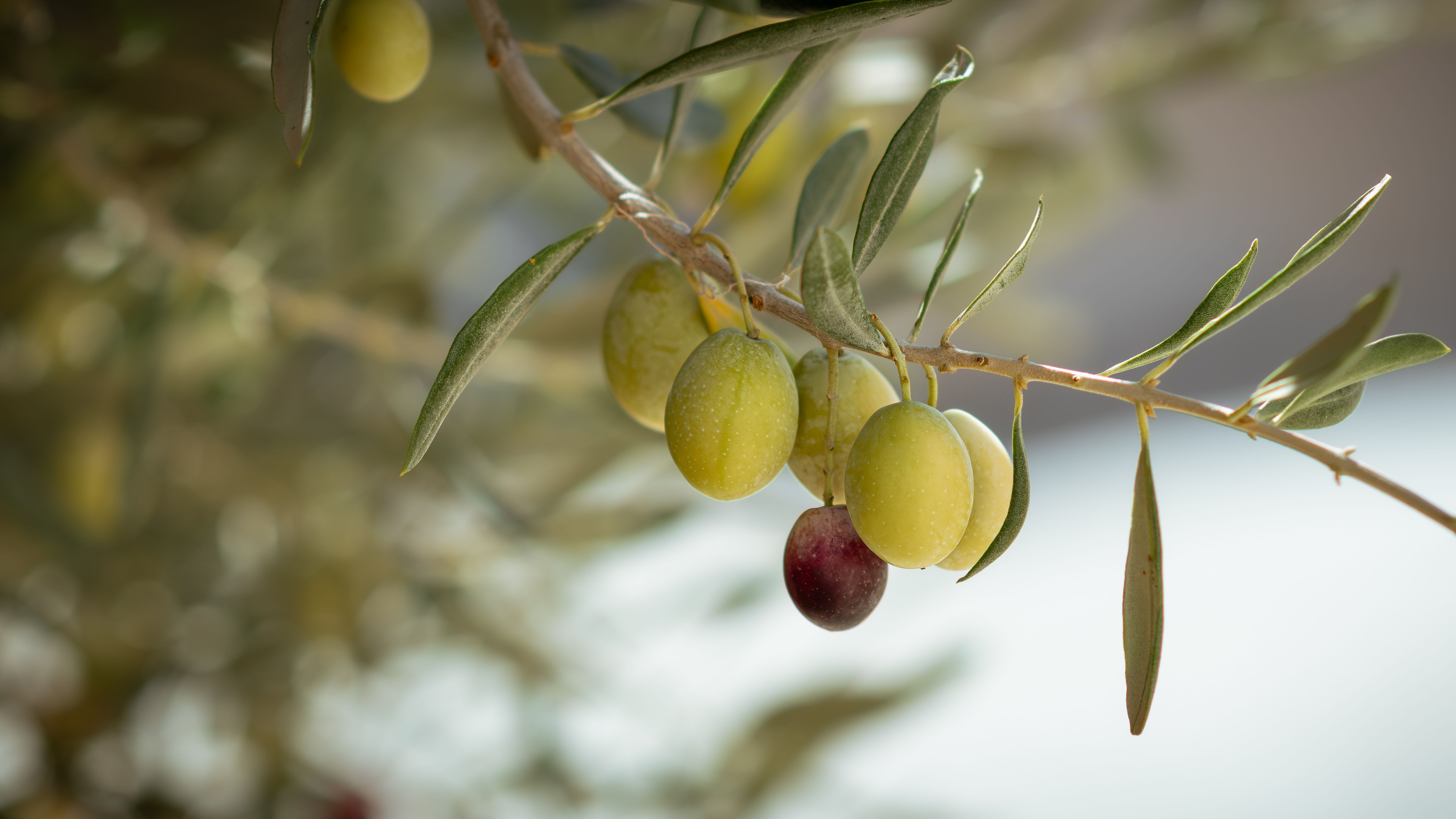 Olive Branch