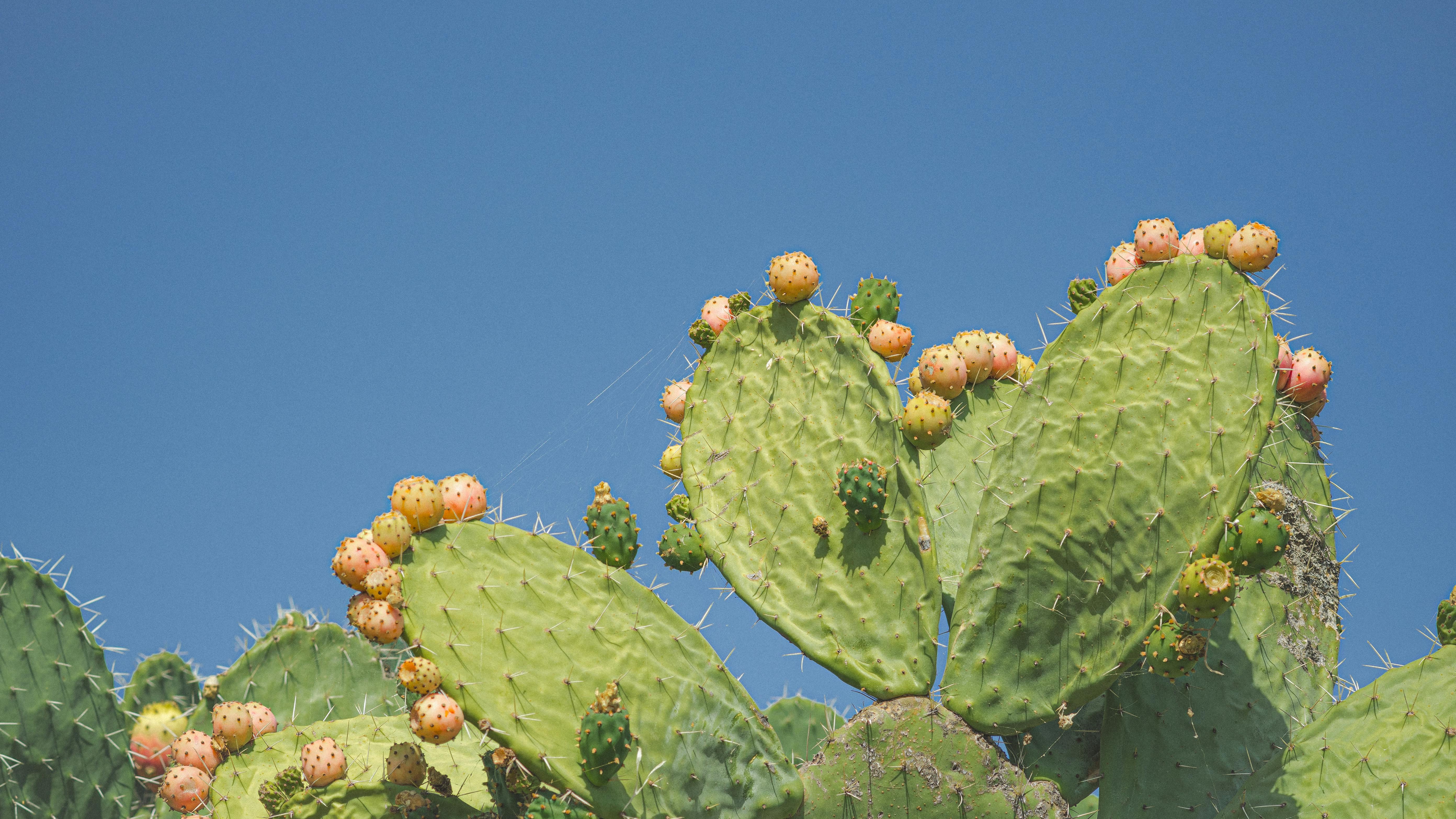Cultivo de Opuntia ficus-indica: Fisiología, Propagación y Usos Multifuncionales