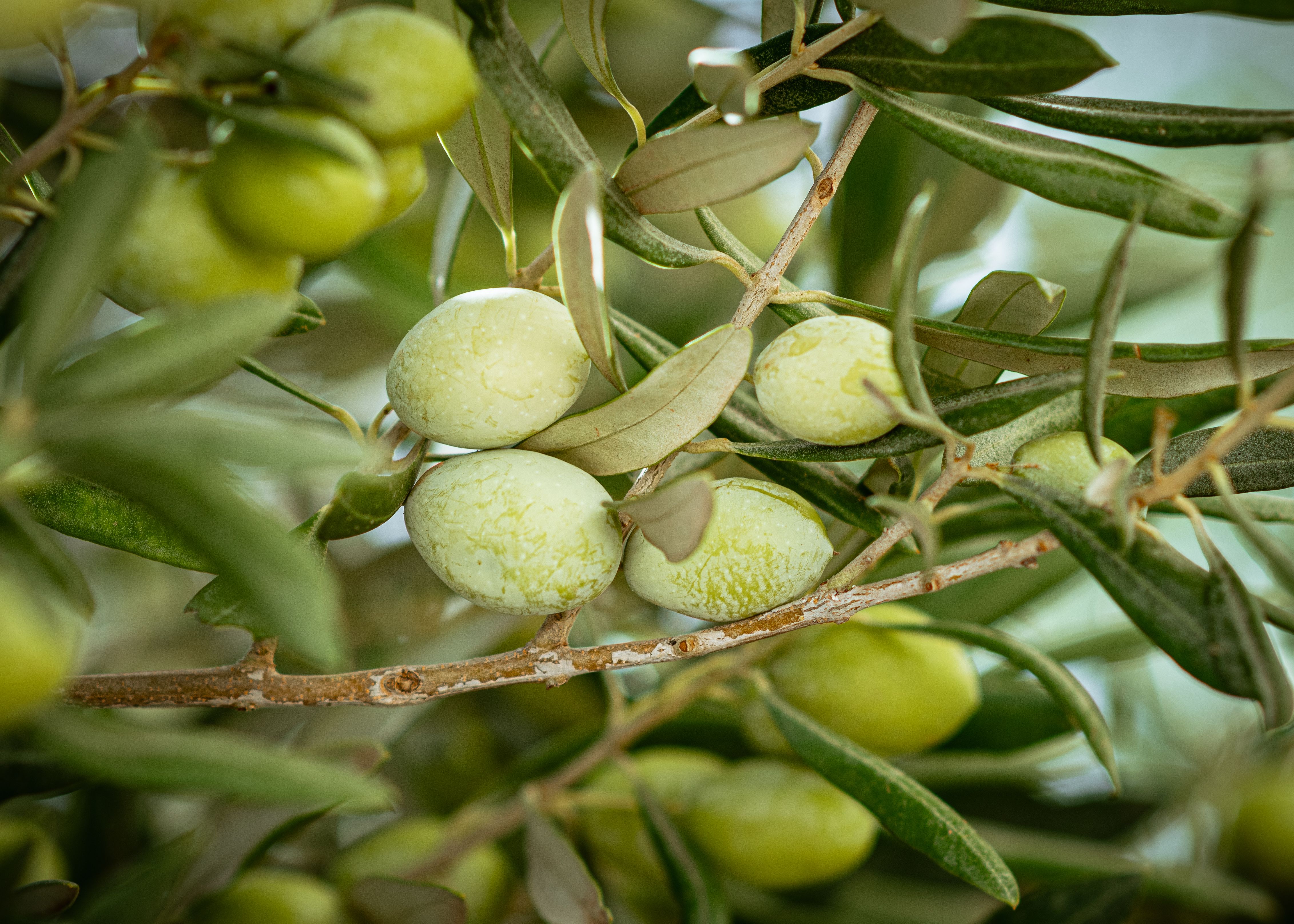 Introduction to Mediterranean-Inspired Cleansing