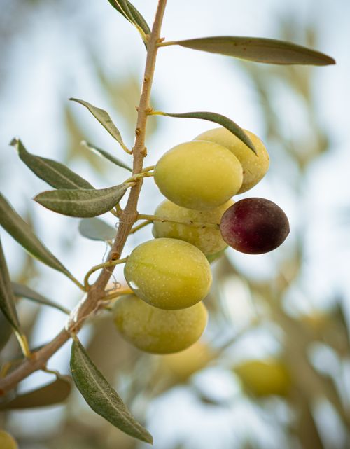 Free Detailed close-up of olives on a branch, highlighting green and ripe black olives in Jendouba, Tunisia. Stock Photo