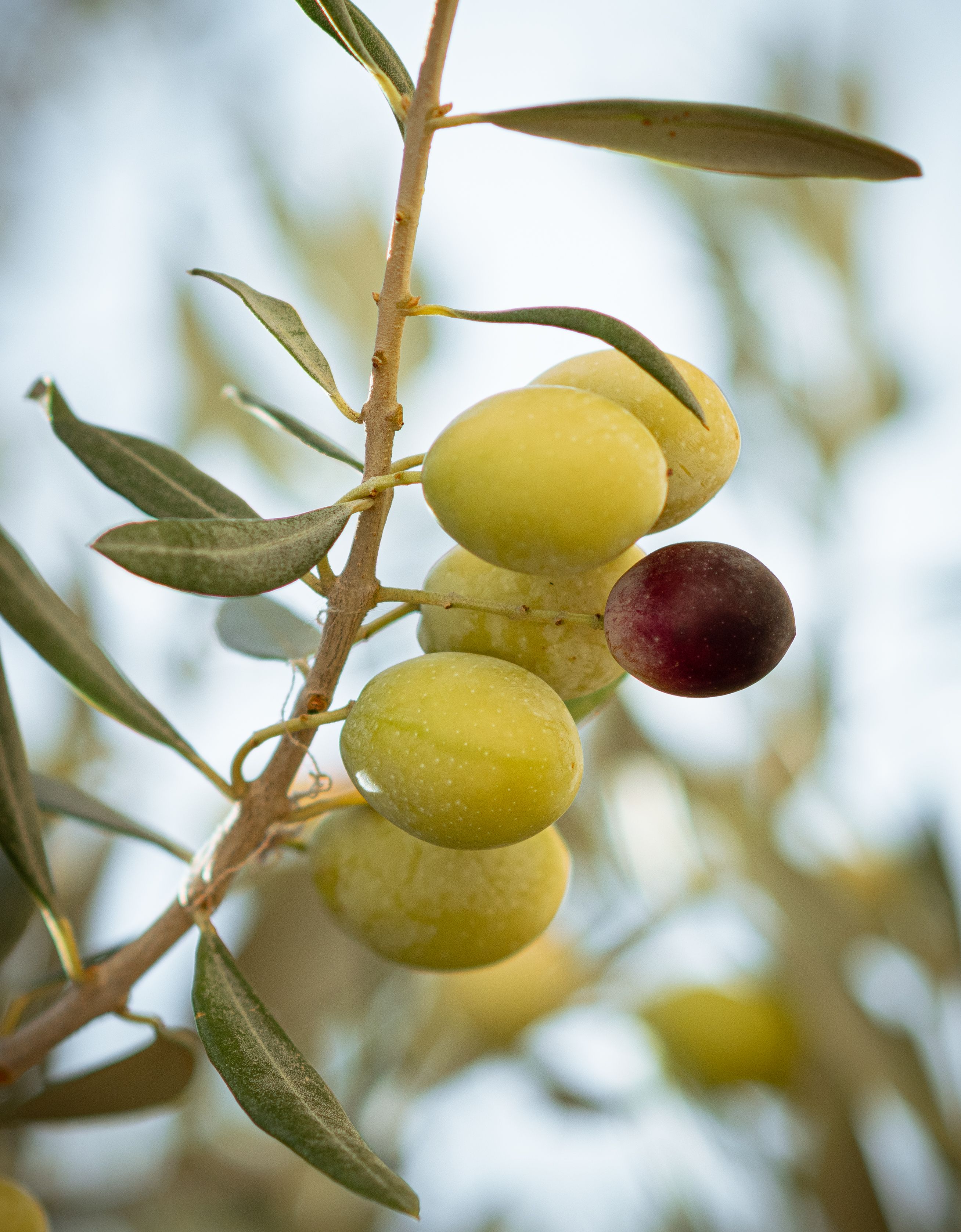 Gros Plan D'olives Vertes Et Noires Sur Une Branche · Photo gratuite — free download
