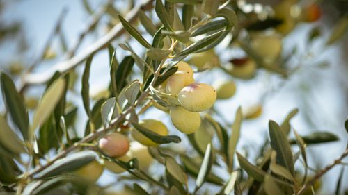 Free Fresh green olives on an olive tree branch under sunlight in Jendouba, Tunisia. Stock Photo