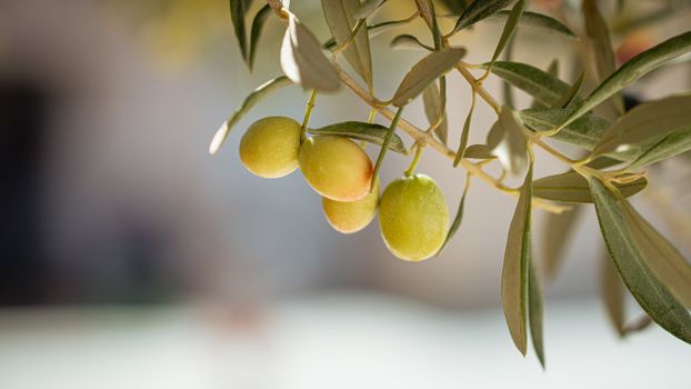 Close-up of green olives hanging from an olive tree branch in Jendouba, Tunisia.