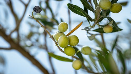Free Beautiful green olives on a tree branch in Jendouba, Tunisia. Stock Photo
