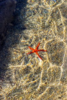 starfish photo