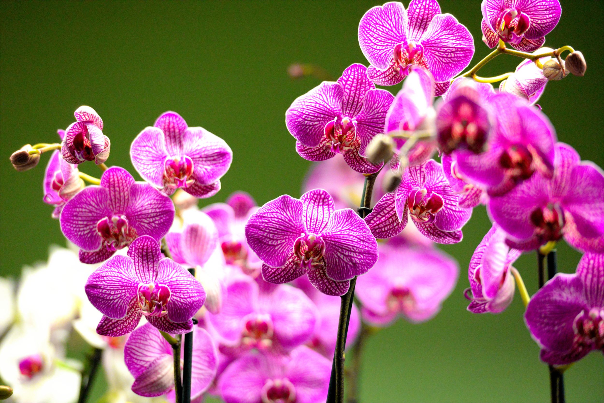 Museums & attractions in Estepona Orchid House (Casa de las Orquídeas)