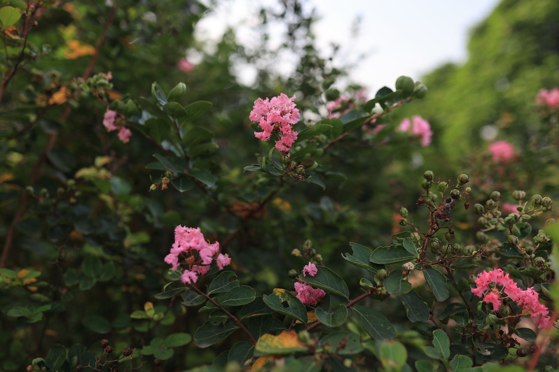 Close-up of pink crape myrtle flowers blooming in a lush garden setting during summer.