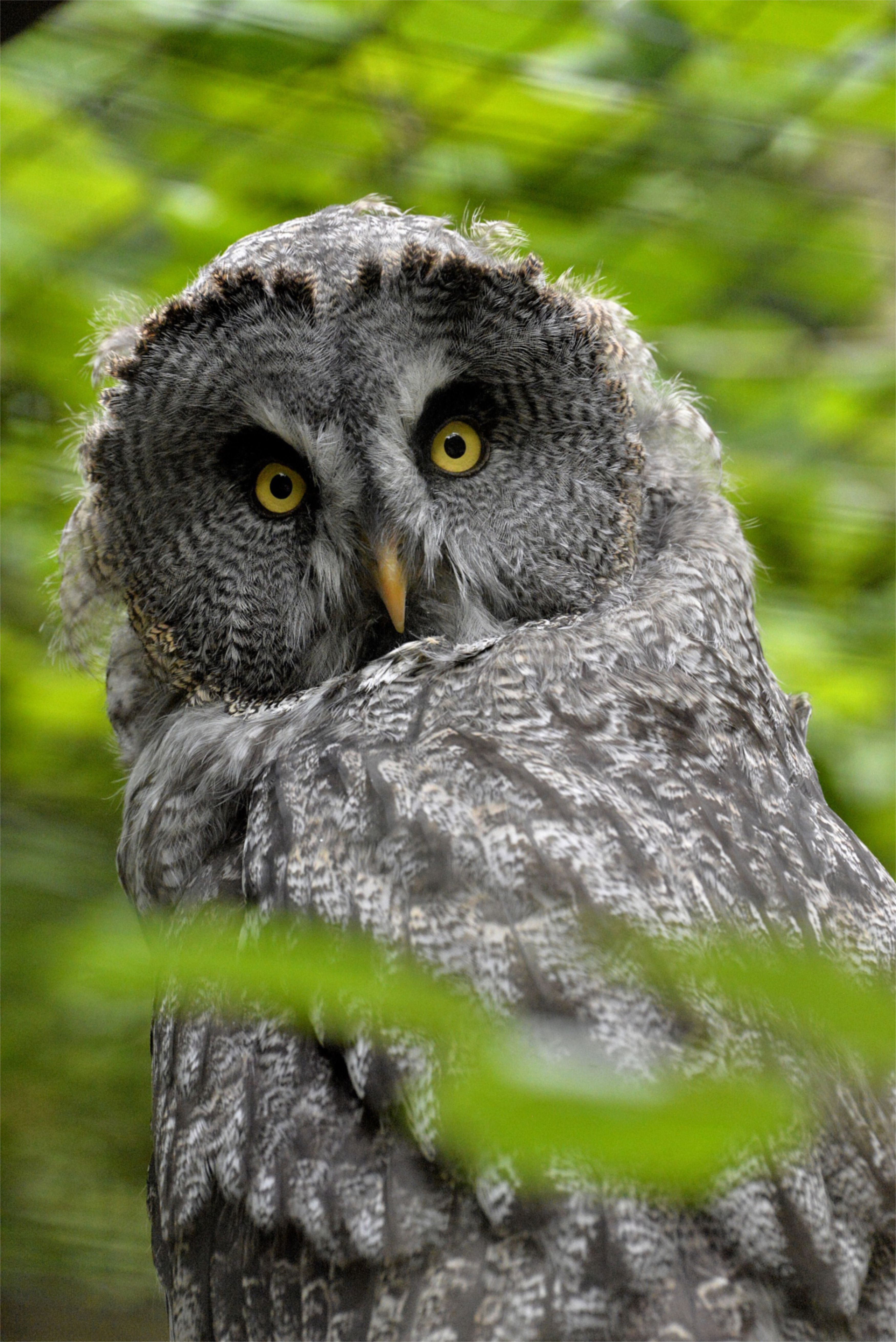 Close-up of a great gray owl with piercing eyes in a dense green forest.