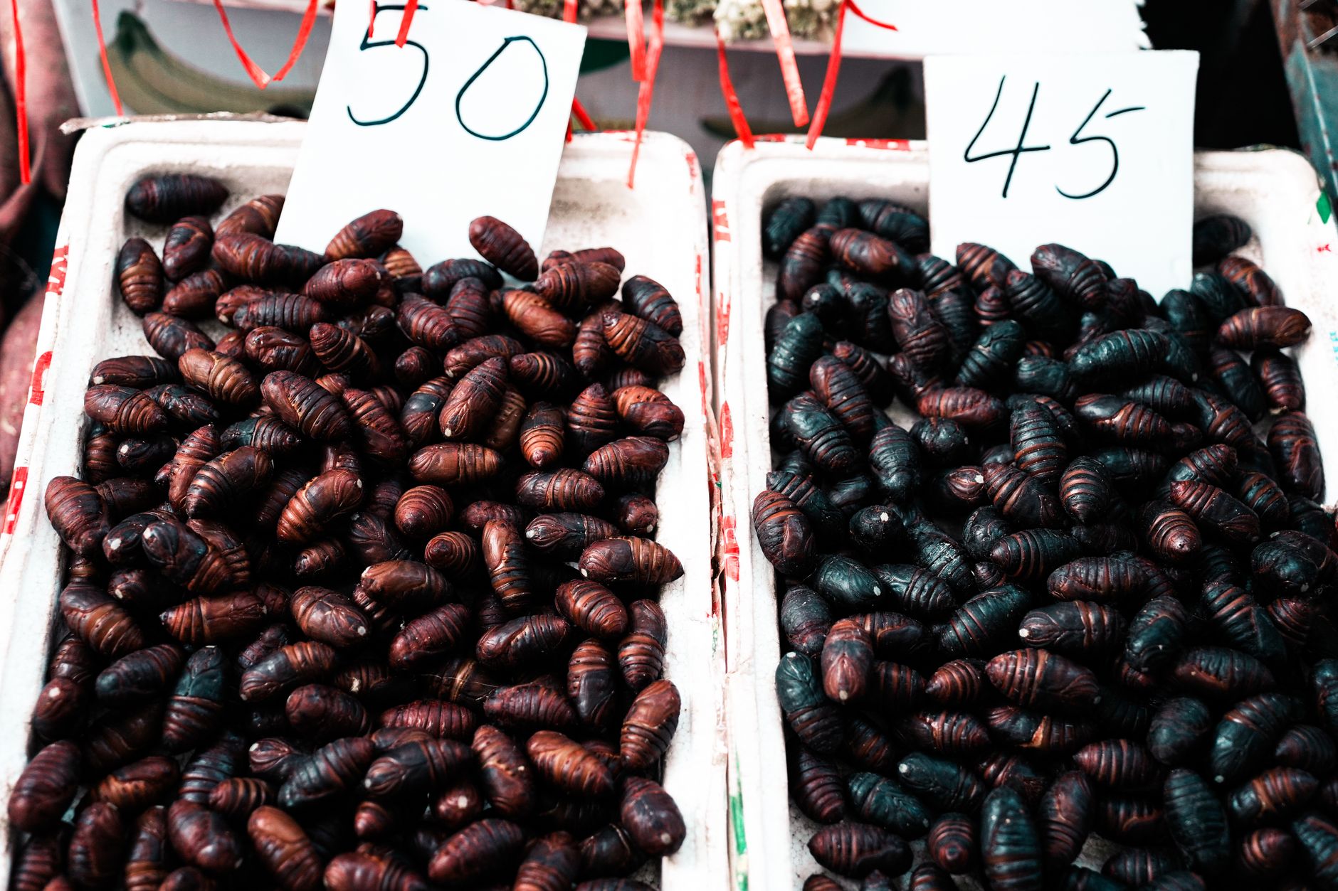 Silkworm Pupae Silkworm Pupae