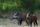 wild boar