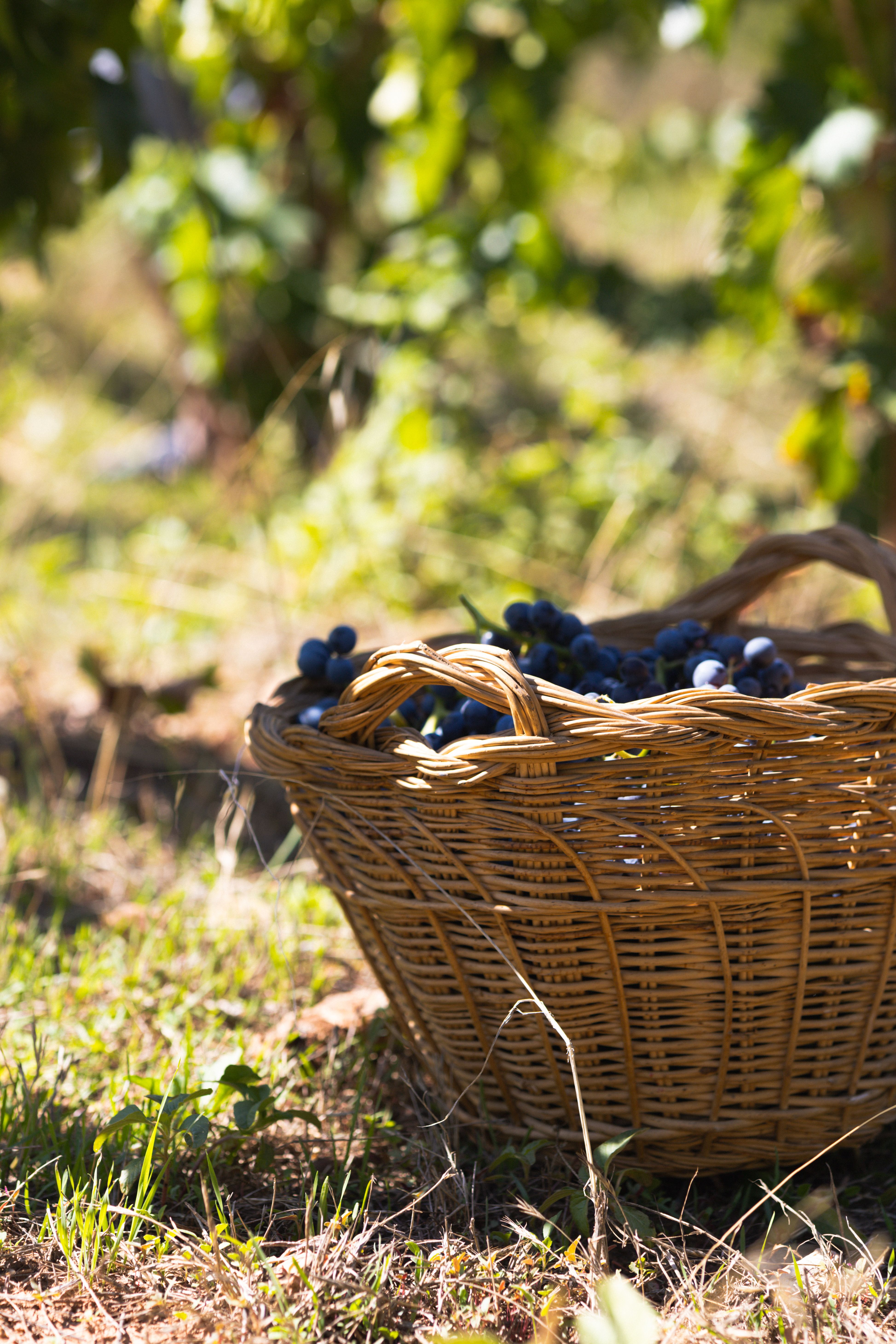 Wicker basket filled with ripe grapes in a sunlit vineyard.