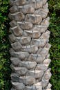Close-up of Palm Tree Trunk in Dubai Garden