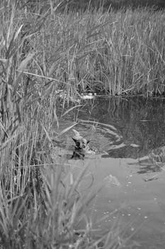 A black and white image of a dog navigating through a tranquil marsh, surrounded by tall reeds and calm water.
