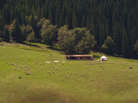 Peaceful meadow scene with cabin and yurt amidst lush greenery and distant forest.