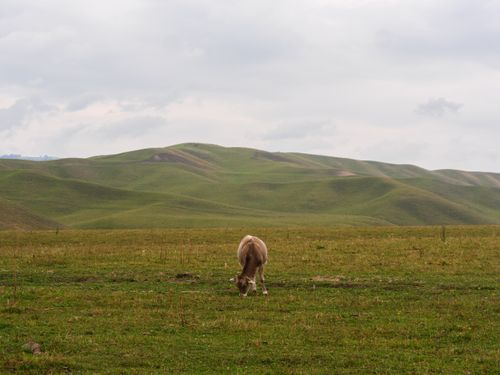 Free A serene image of a cow grazing on expansive green grasslands under a cloudy sky. Stock Photo